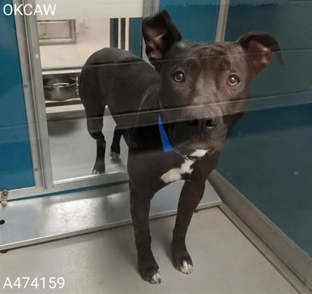 A young medium-sized male Pit Bull Terrier dog named A for adoption in Oklahoma City, OK