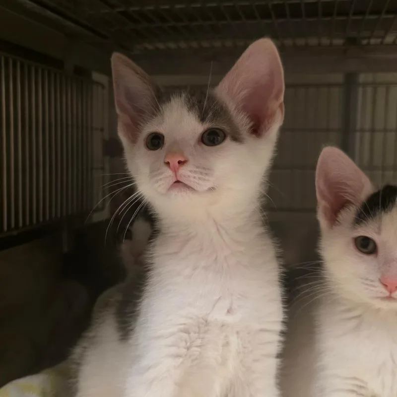 A baby small-sized male Domestic Short Hair cat named Lumiere for adoption in Bristol, IN