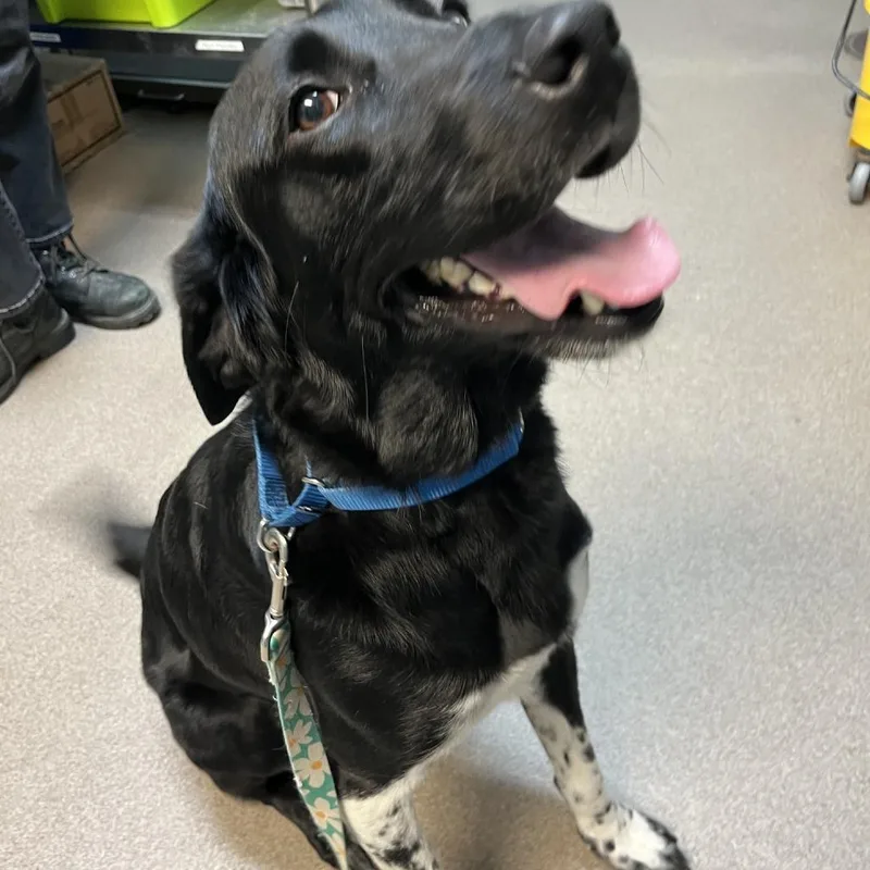An adult large-sized female Black Border Collie dog named Speckles for adoption in South Elgin, IL
