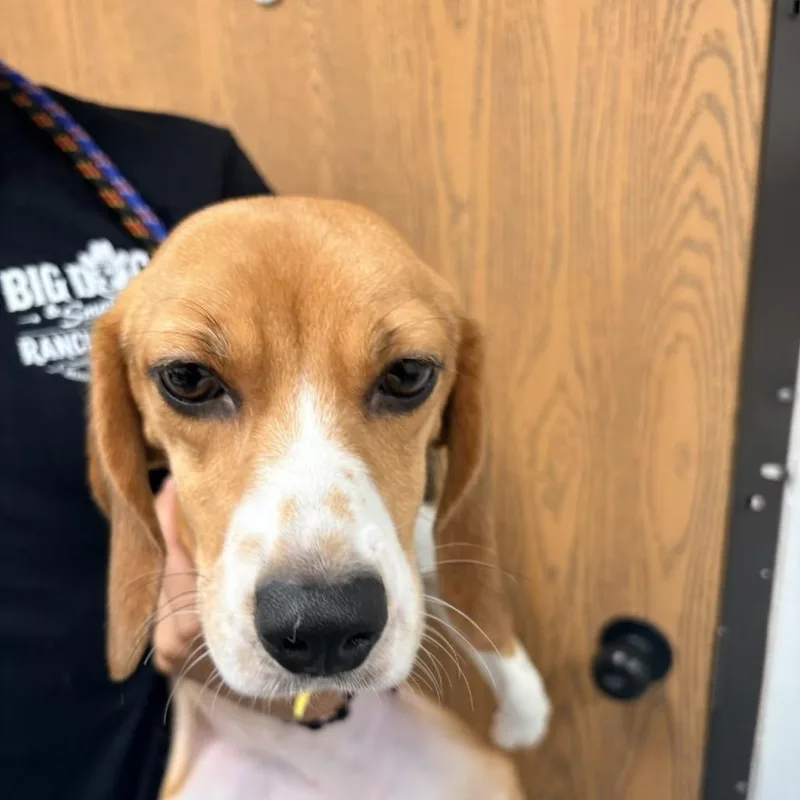 A young small-sized female White / Cream Beagle dog named Sassy Pants for adoption in LOXAHATCHEE, FL