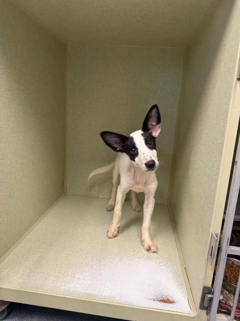 A baby large-sized female Mixed Breed dog named Alexa for adoption in Sapulpa, OK