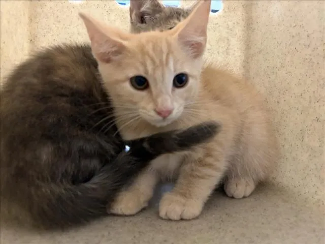 A baby small-sized male Domestic Short Hair cat named Spaghetti for adoption in Chapel Hill, NC
