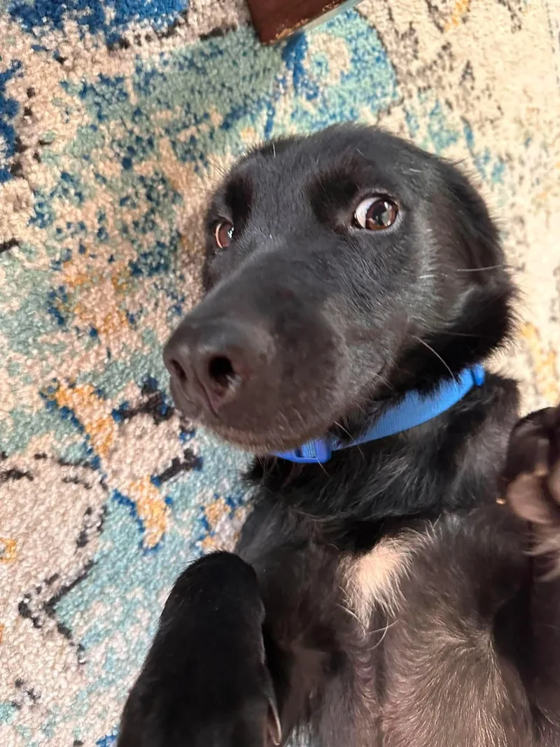A baby medium-sized female Black Flat-Coated Retriever dog named Nova for adoption in Sanford, NC