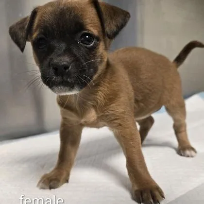 A baby small-sized female Red / Chestnut / Orange Chihuahua dog named Petal for adoption in Fresno, CA