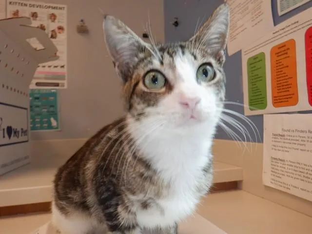 A young large-sized male Domestic Short Hair cat named Jhonny for adoption in San Jose, CA