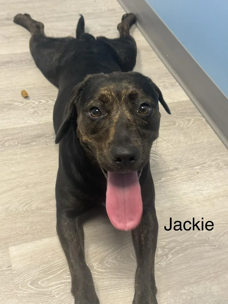 A young medium-sized female Brindle Beagle dog named Jackie for adoption in Ulster, PA