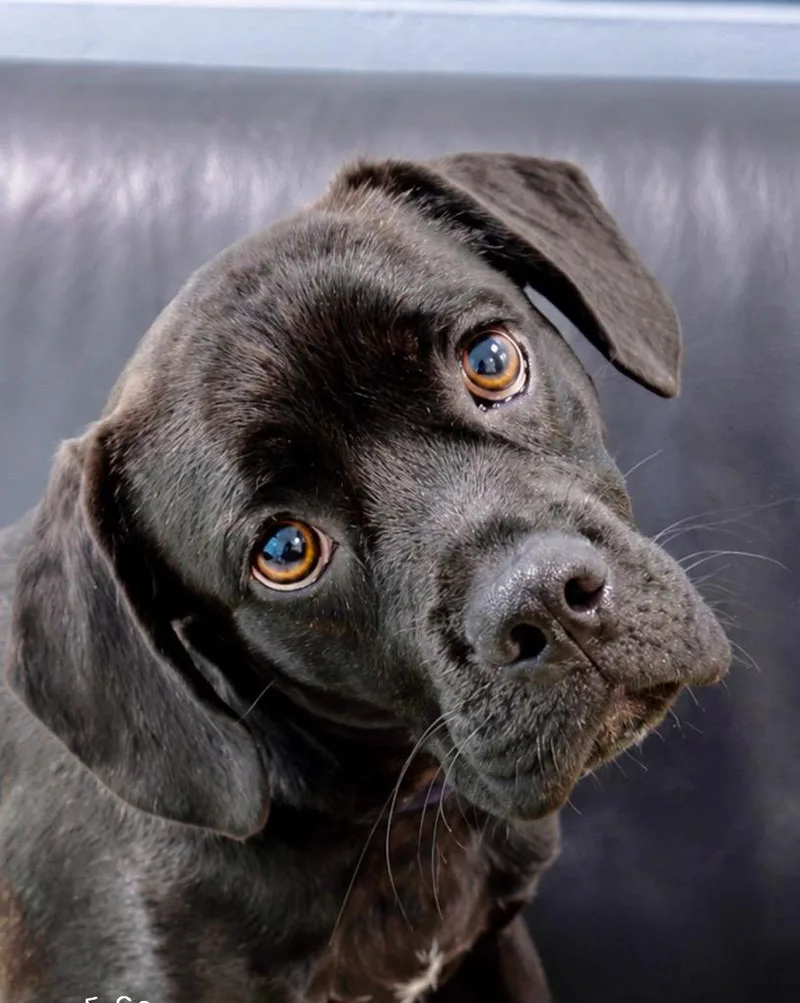 A young medium-sized male Labrador Retriever dog named Sloane for adoption in North Syracuse, NY