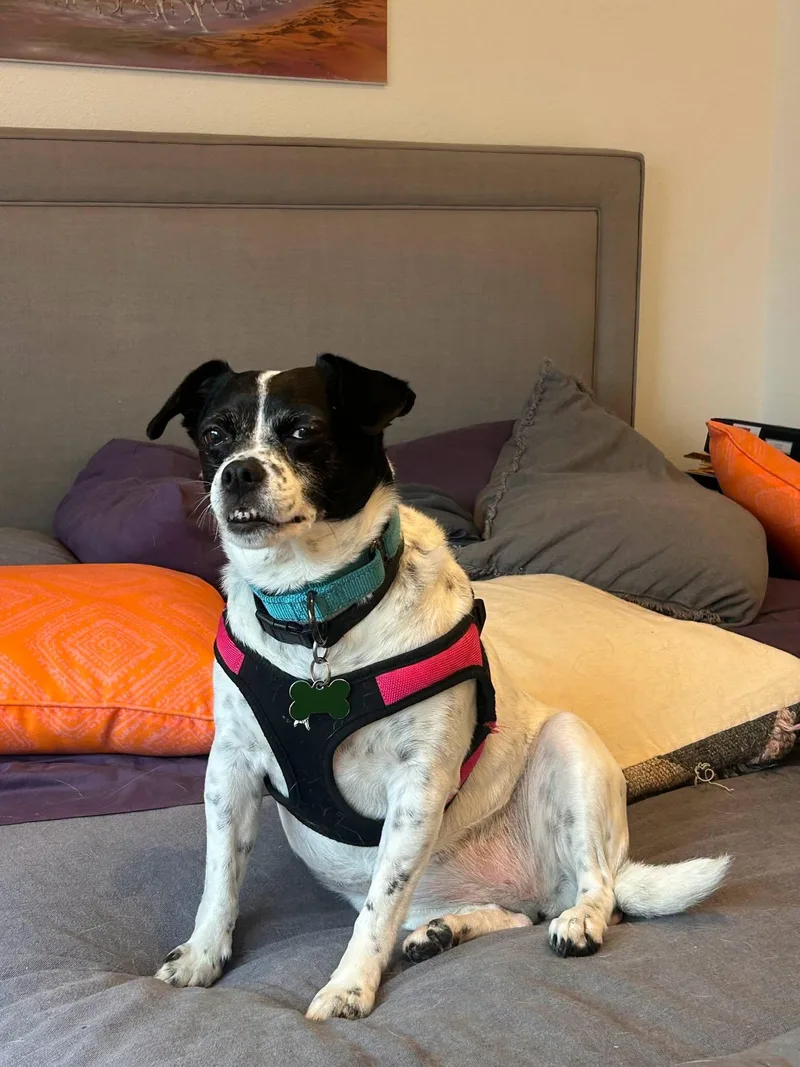 A senior small-sized female Bicolor Chihuahua dog named Layla for adoption in Covington, WA