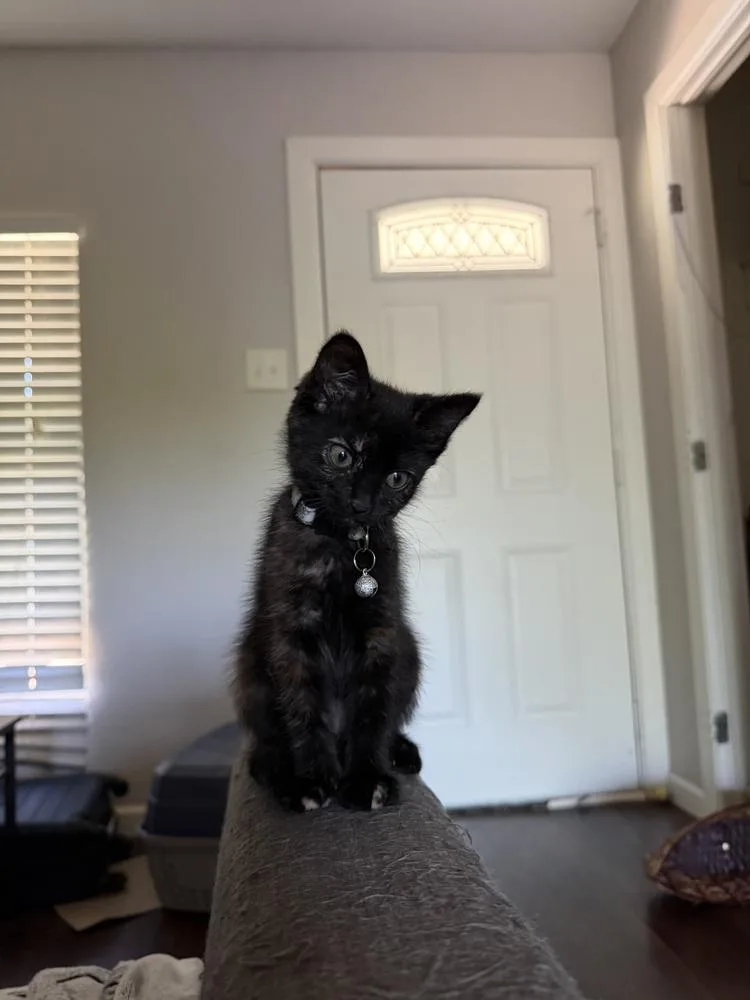 A baby small-sized female Brown / Chocolate Domestic Short Hair cat named Shuri for adoption in Dallas, TX