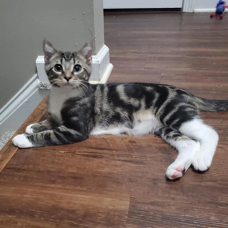 A baby small-sized male Domestic Short Hair cat named Pepper for adoption in Woodstock, GA