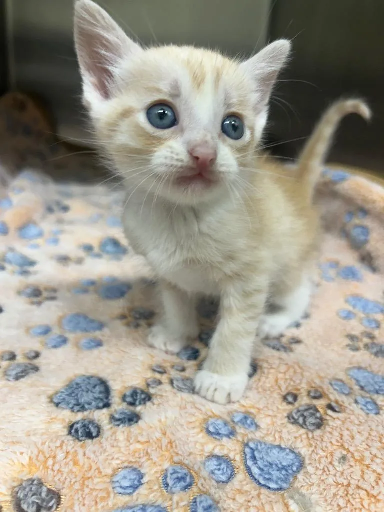 A baby medium-sized male Domestic Short Hair cat named Chester for adoption in Seven Points, TX