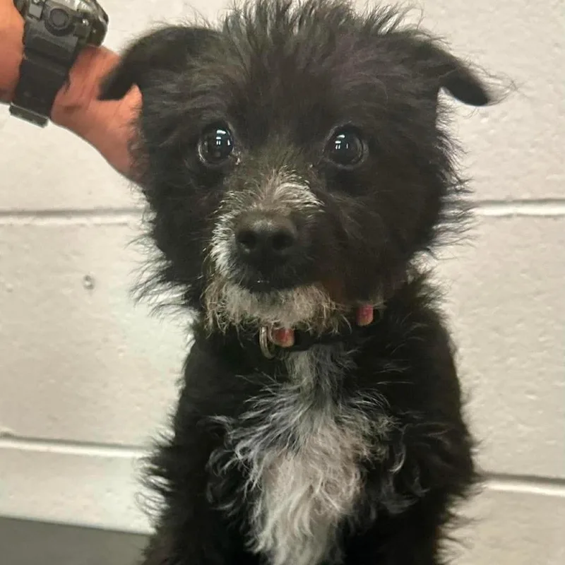 A baby small-sized female Black Terrier dog named Nala D for adoption in Princeton, MN