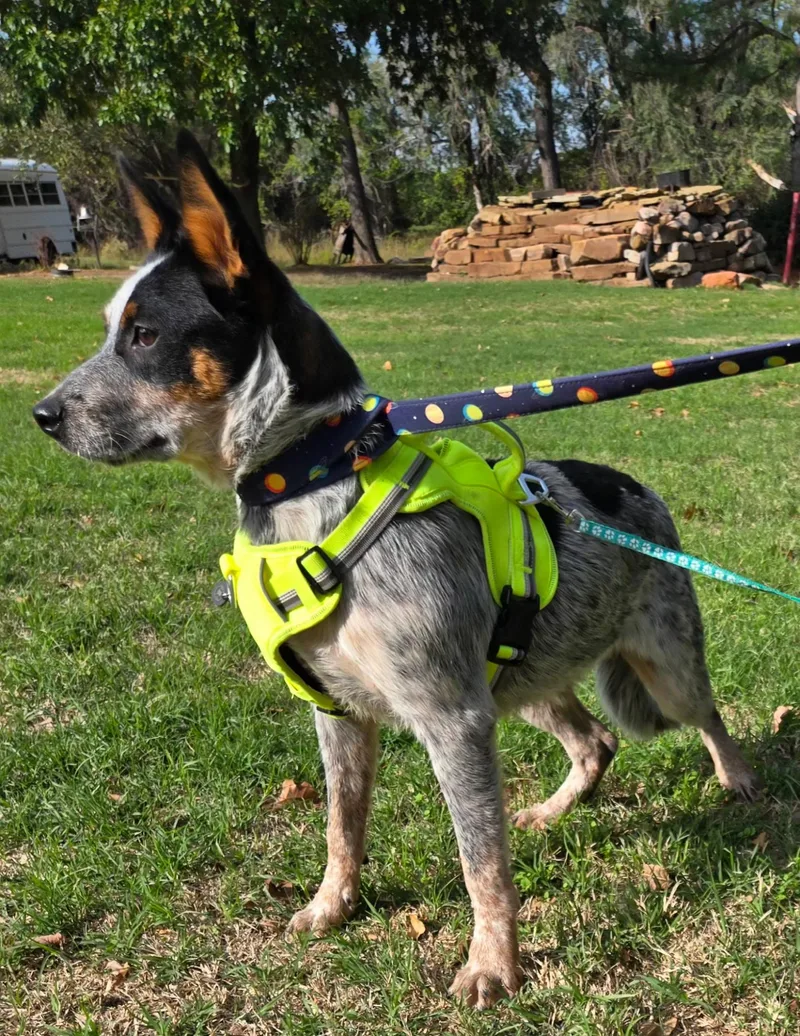 A young medium-sized male Australian Cattle Dog / Blue Heeler dog named Ollie for adoption in Milwaukee, WI