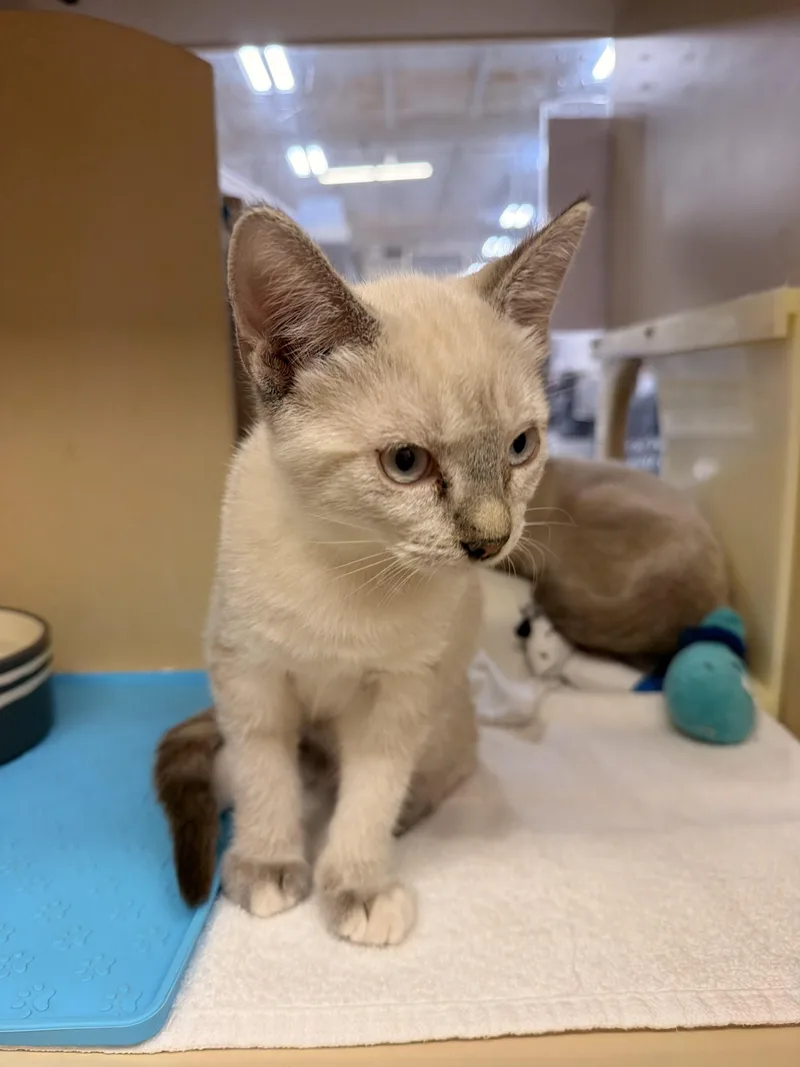 A baby medium-sized male Cream Point Siamese cat named Furpaccino & Espresso for adoption in Austin, TX