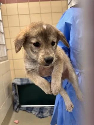 A young small-sized male Shepherd dog named Fuzzy for adoption in San Antonio, TX