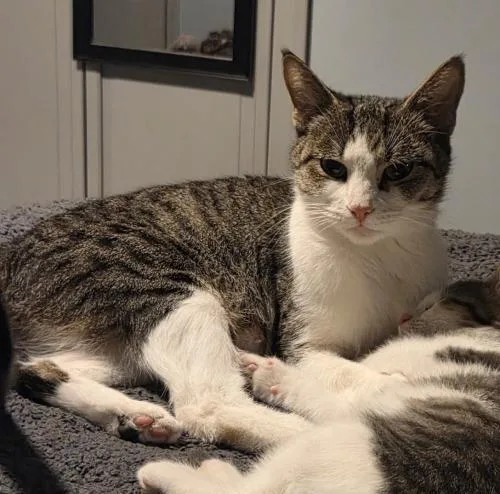 An adult medium-sized female Tabby cat named Violet for adoption in Webster, MA