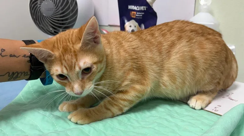 A baby medium-sized male Domestic Short Hair cat named Coupon for adoption in Rome, GA