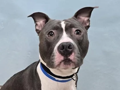 An adult large-sized male Pit Bull Terrier dog named Killua for adoption in Coon Rapids, MN