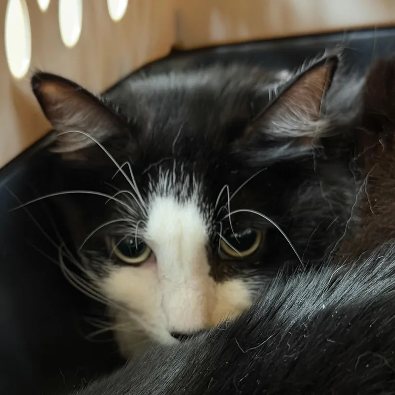 An adult medium-sized female Black Domestic Long Hair cat named Darla for adoption in Santa Barbara, CA