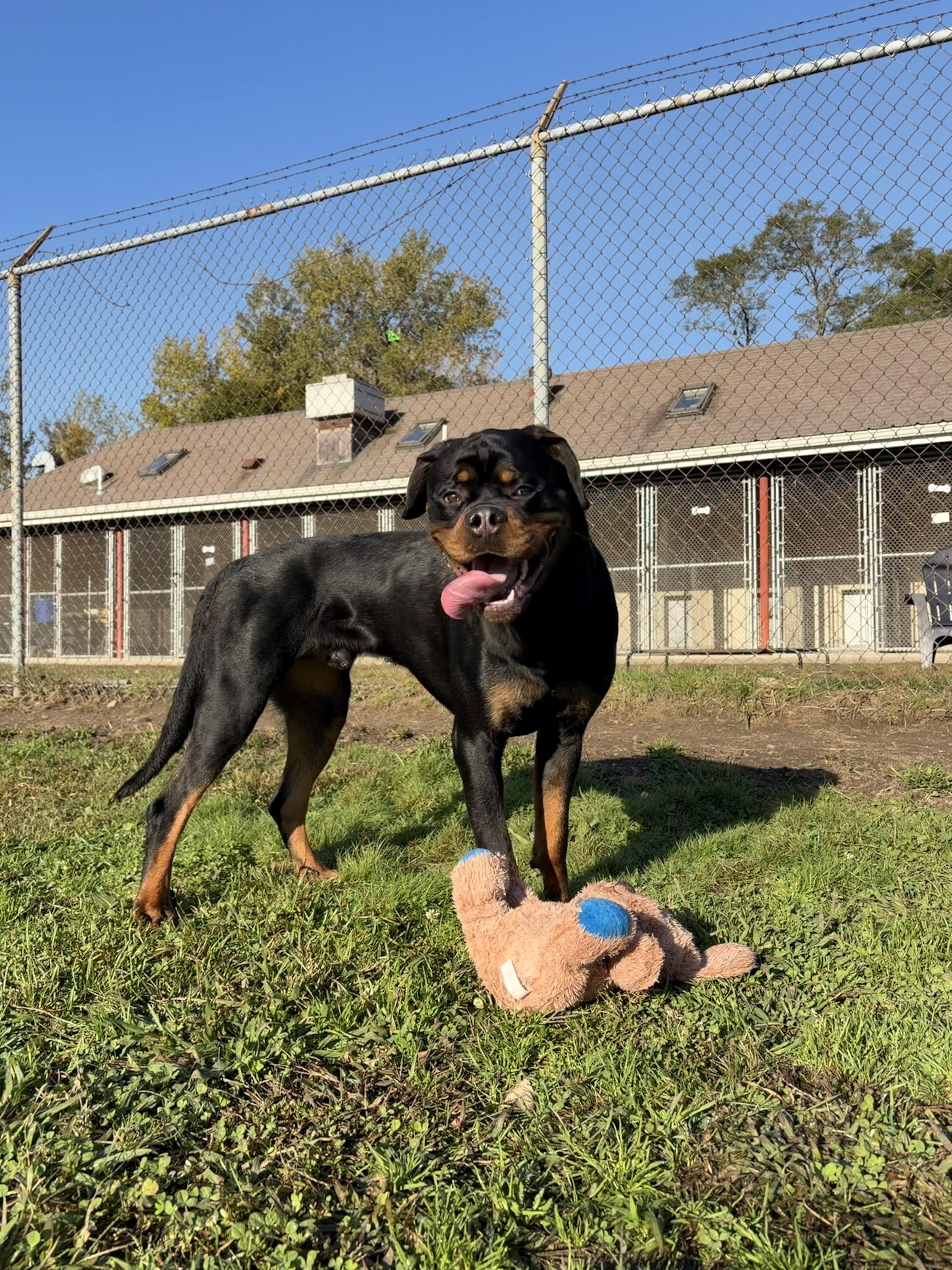 A young large-sized male Rottweiler dog named Jordan for adoption in Cranston, RI