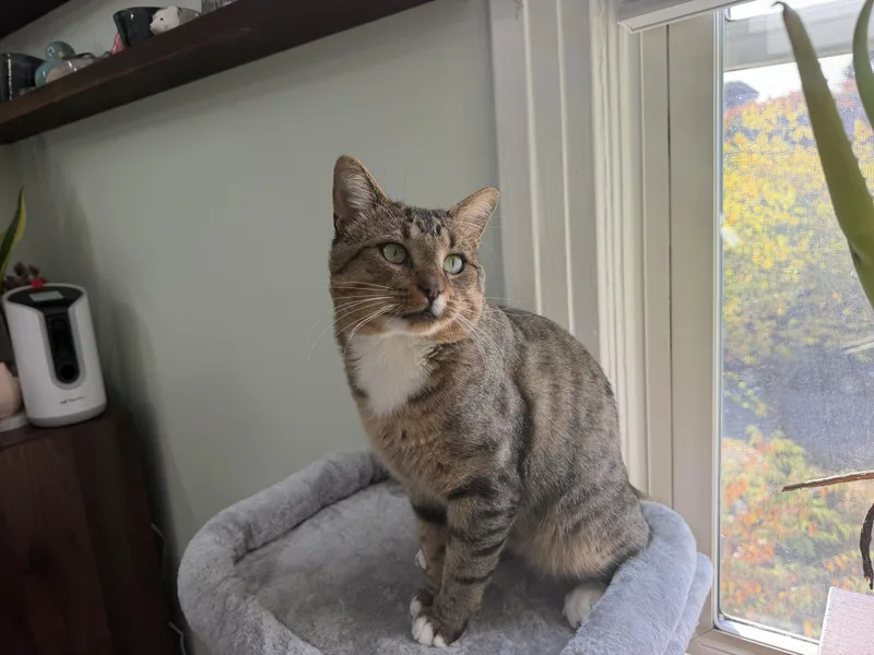 An adult large-sized male Tabby (Brown / Chocolate) Domestic Short Hair cat named Toffee for adoption in Seattle, WA