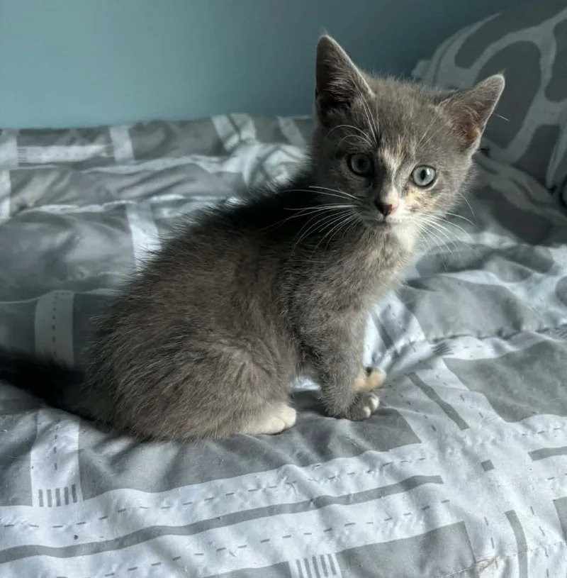 A baby medium-sized female Domestic Short Hair cat named GabbyVisit at Lynchburg Petsmart for adoption in Rustburg, VA