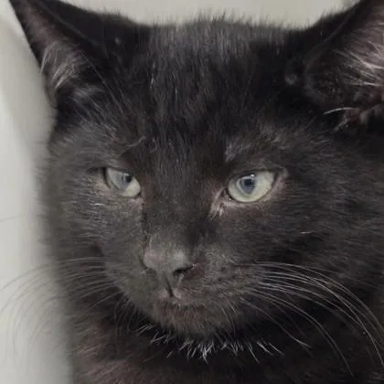 A baby small-sized male Domestic Short Hair cat named Riesling for adoption in Voorhees, NJ