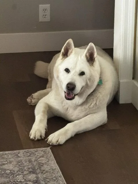Sir