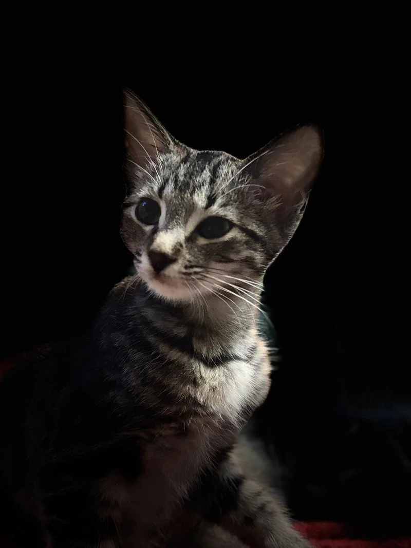 A baby medium-sized female Brown / Chocolate Domestic Short Hair cat named Lexi for adoption in Oviedo, FL