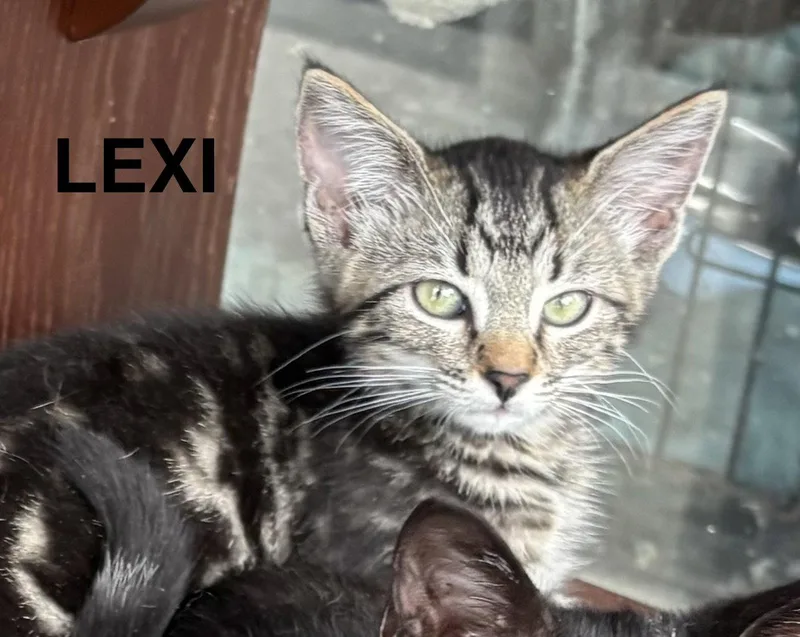 Lexi thumbnail 3