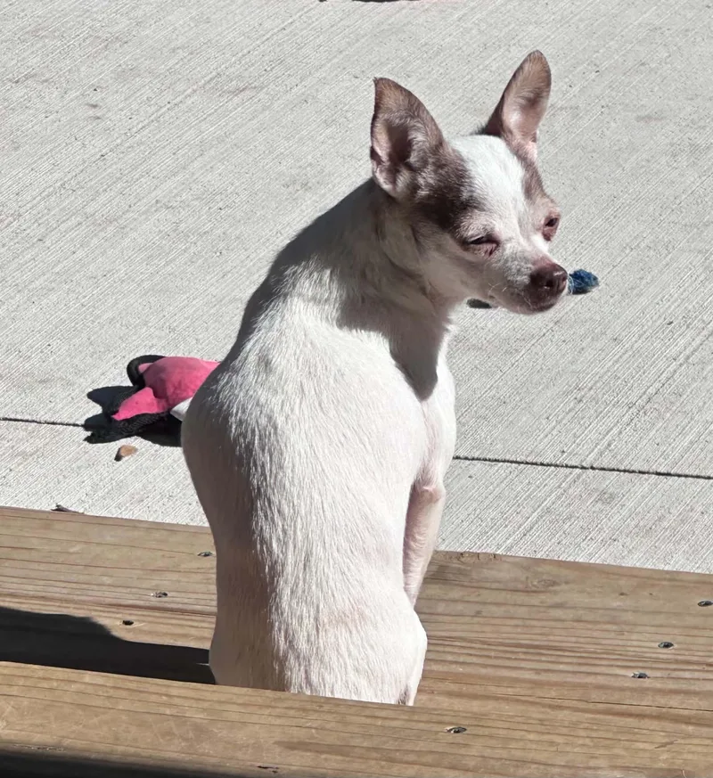 A senior small-sized female White / Cream Chihuahua dog named Lily for adoption in Peoria, IL
