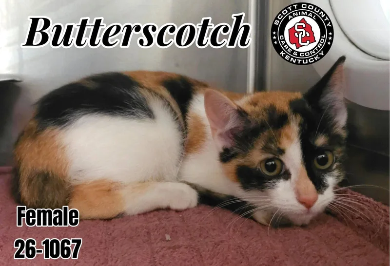 A baby small-sized female Domestic Short Hair cat named Butterscotch for adoption in Georgetown, KY