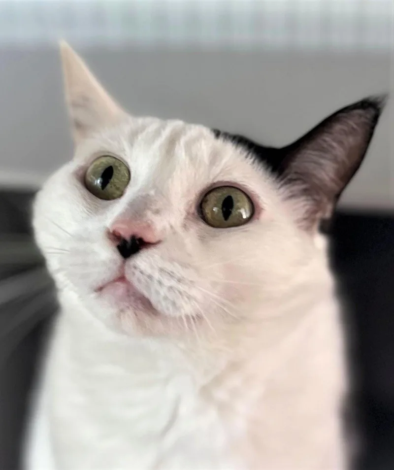 An adult medium-sized female Domestic Short Hair cat named Milk for adoption in Iowa City, IA