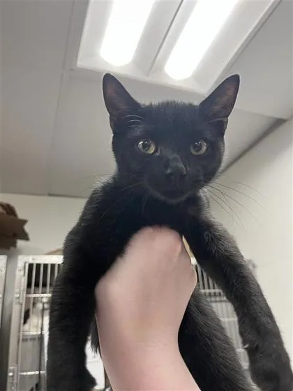 A baby small-sized male Domestic Short Hair cat named Dave`s Hot Chicken for adoption in West Chester, PA