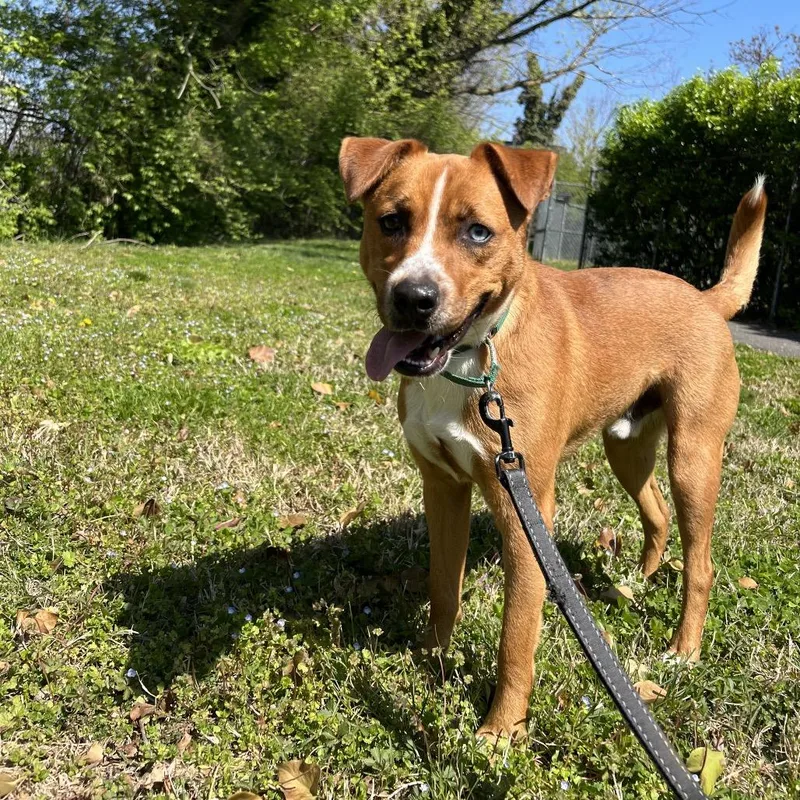 A young medium-sized male Yellow / Tan / Blond / Fawn Catahoula Leopard Dog dog named Maxy for adoption in Wilmington, DE