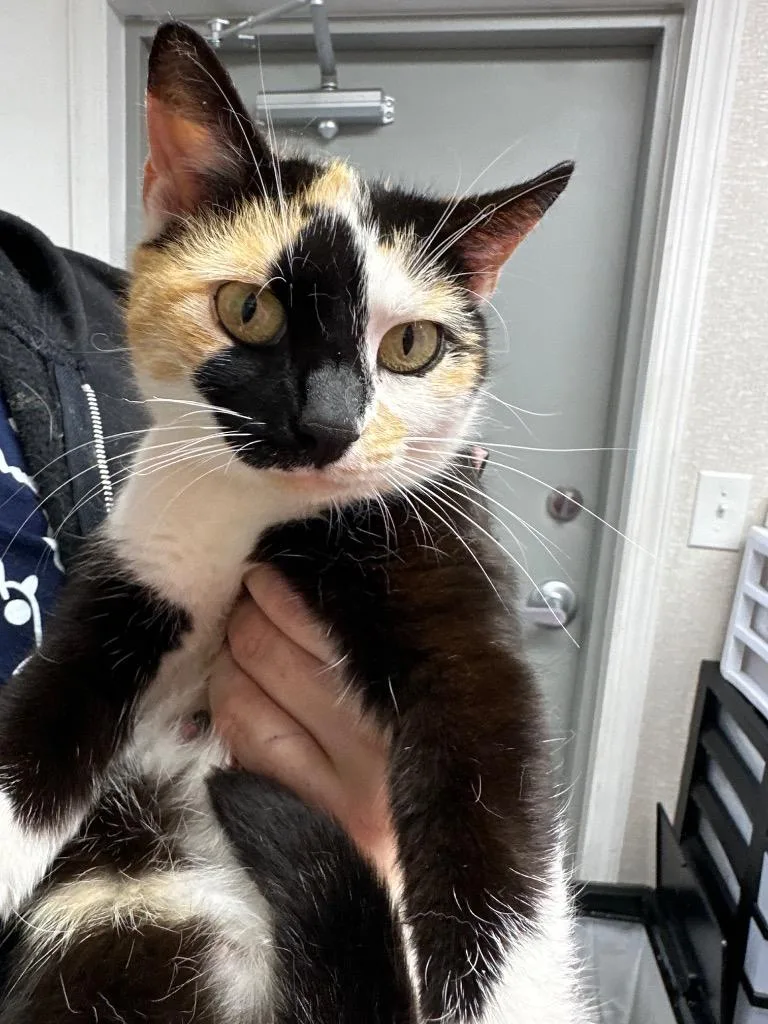 A young medium-sized female Domestic Short Hair cat named Rosie Cotton for adoption in Pomona, NY