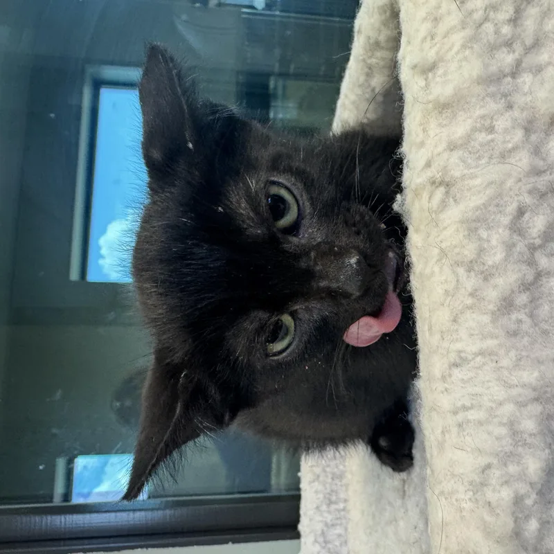 A baby medium-sized male Black Domestic Short Hair cat named Patton for adoption in Liberty, MO