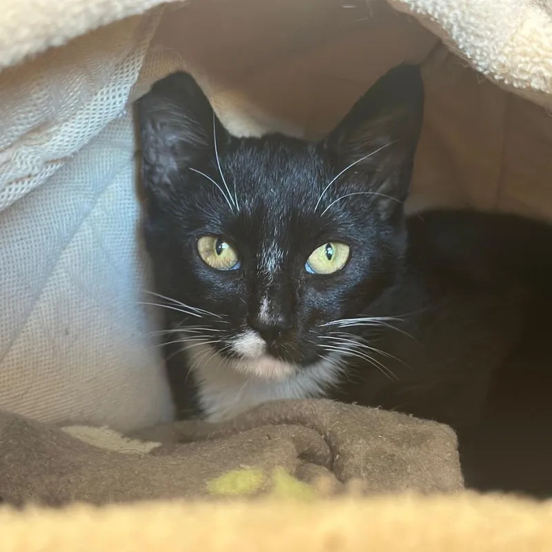 A baby small-sized female Domestic Short Hair cat named R Mallory for adoption in Port Washington, NY