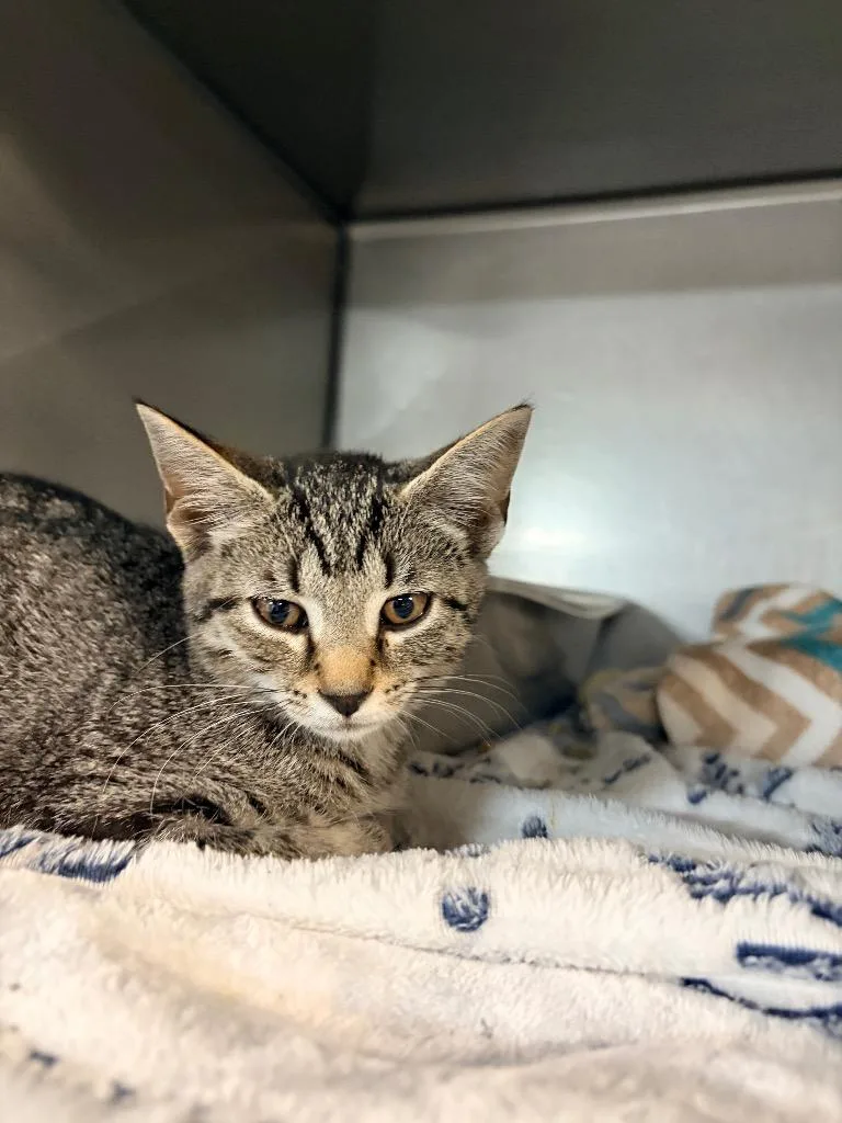 A baby medium-sized female Domestic Short Hair cat named Pogo for adoption in Huntington, IN