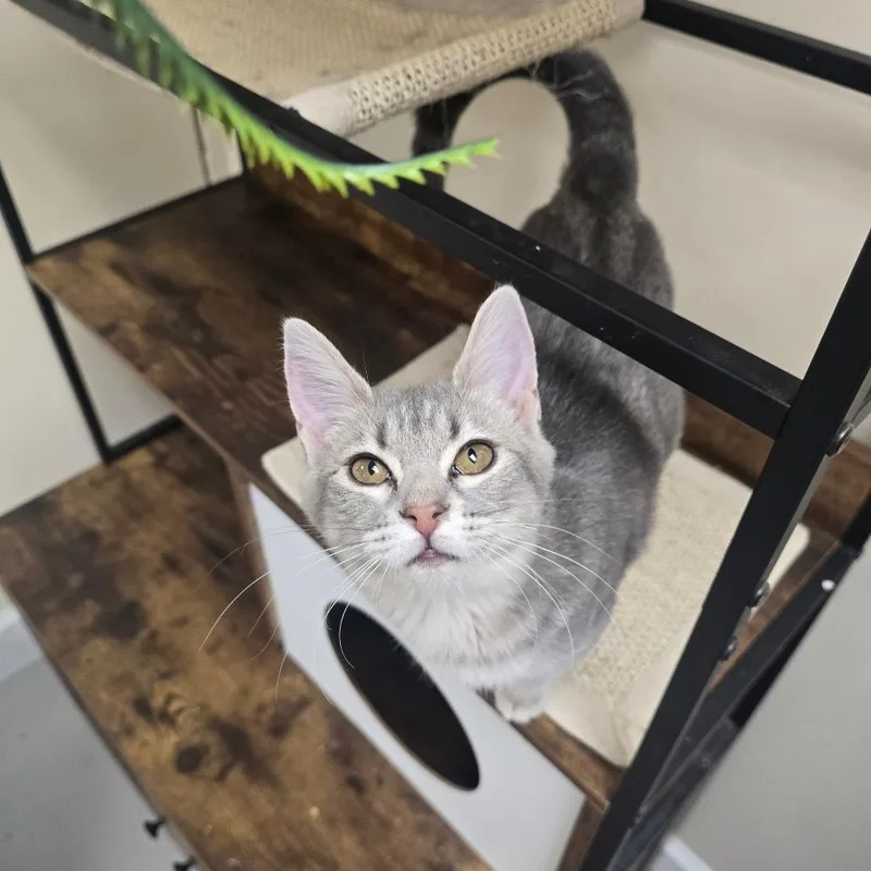 A baby small-sized female Domestic Medium Hair cat named Katara for adoption in Huntsville, AL