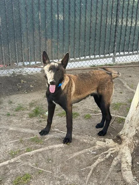 A young large-sized male Belgian Shepherd / Malinois dog named Jojen for adoption in Riverside, CA