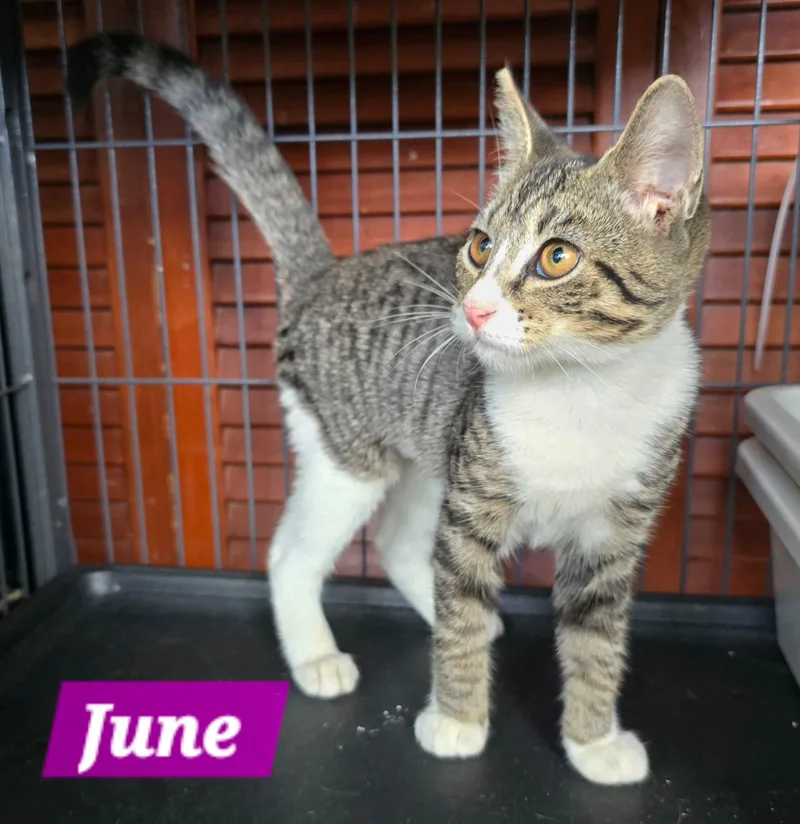 A young medium-sized female Tabby (Gray / Blue / Silver) Tabby cat named June for adoption in miami, FL