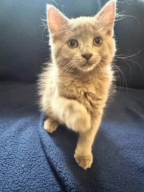 Milo