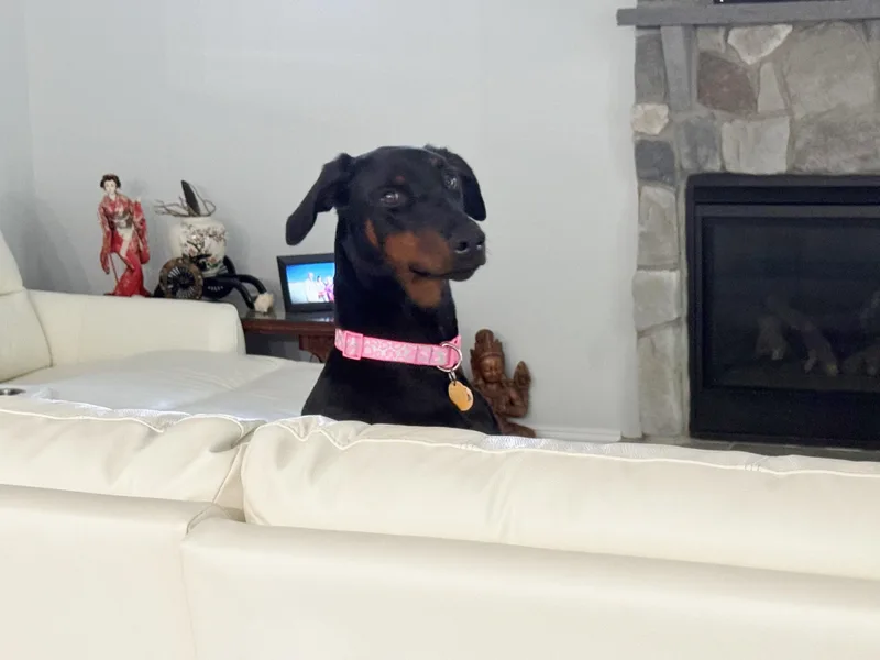 Daisy thumbnail 4