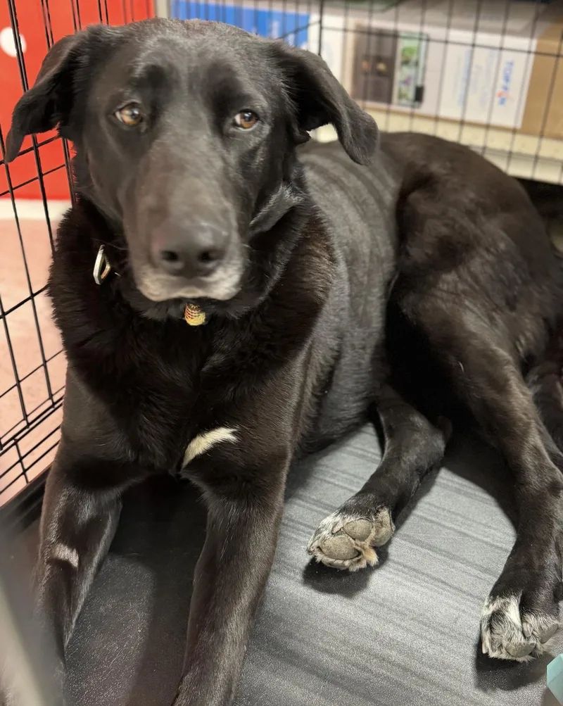 An adult extra large-sized female Black Labrador Retriever dog named Bailey Big Girl for adoption in Hesperia, CA