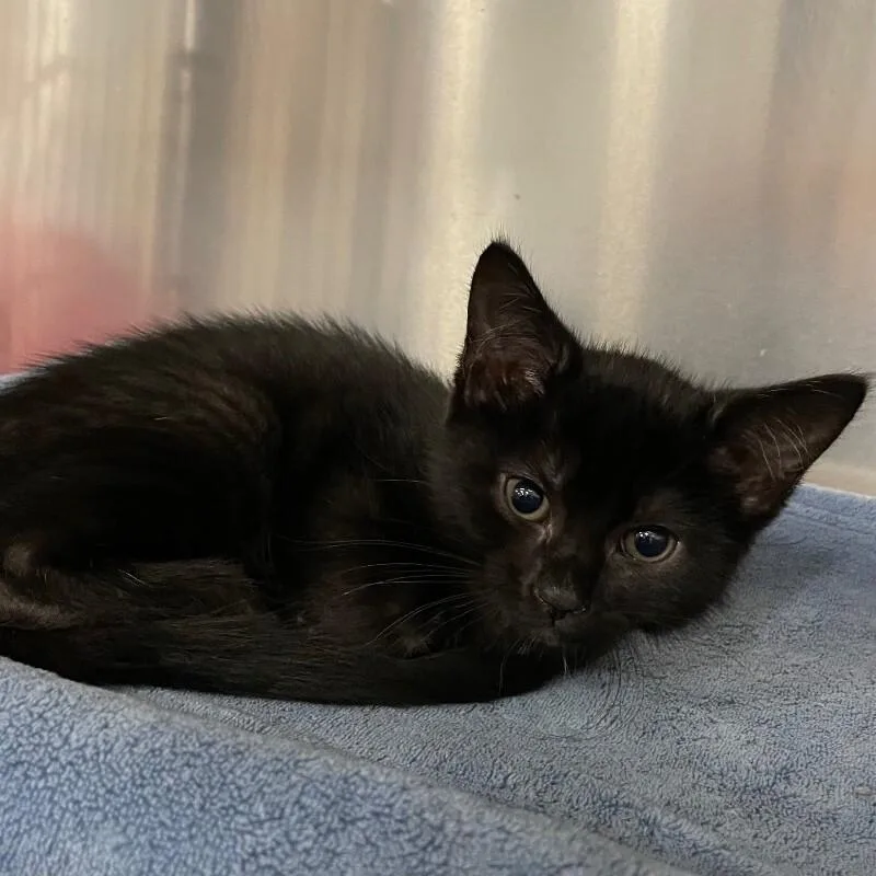 A baby medium-sized male Domestic Short Hair cat named Joffrey for adoption in Roanoke, VA
