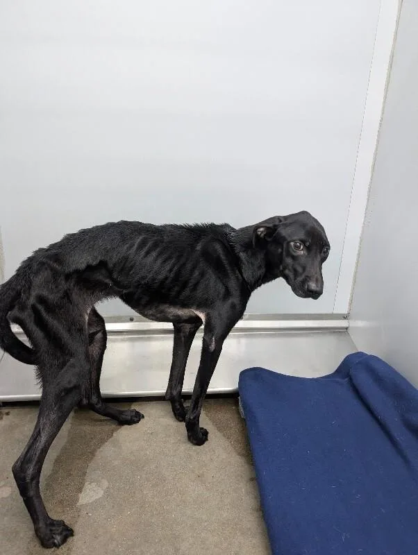 An adult medium-sized female Black Mixed Breed dog named Maggie Mae for adoption in Mobile, AL