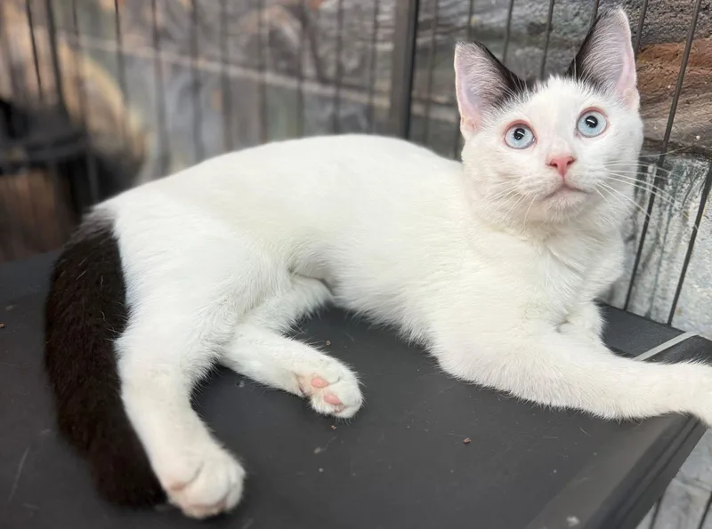 Gabrielle Blue Eyes thumbnail 3