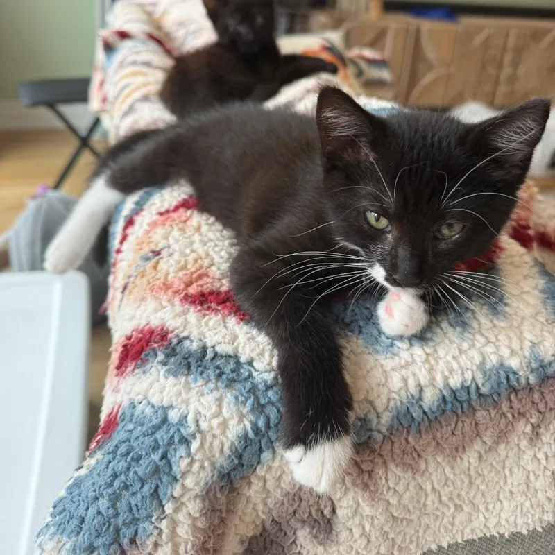 A baby small-sized male Black Domestic Short Hair cat named Cargo Shorts for adoption in Chicago, IL