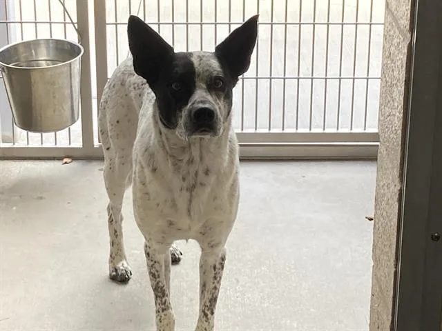 An adult medium-sized male Australian Cattle Dog / Blue Heeler dog named Yankee for adoption in Tustin, CA